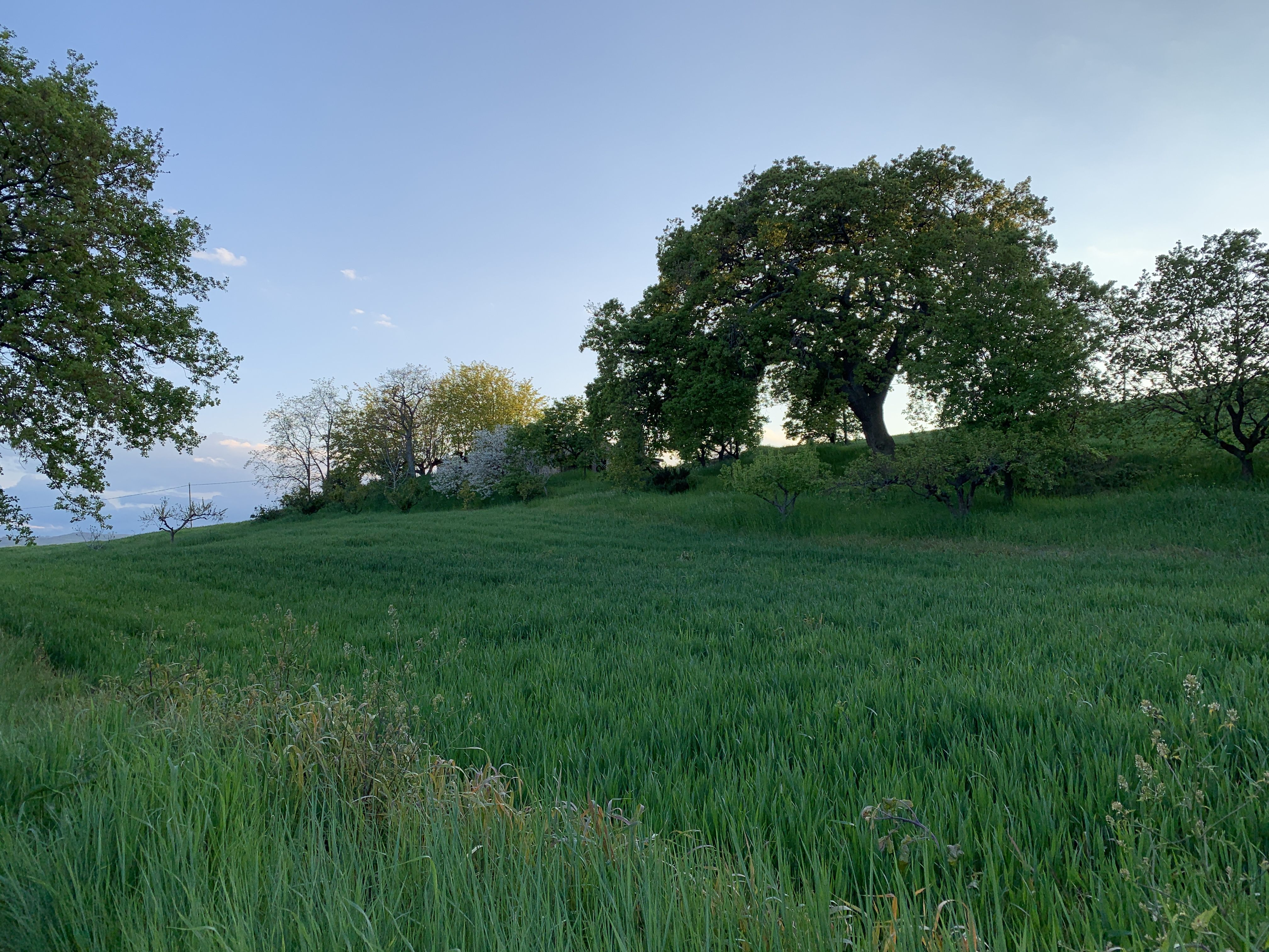 Antichi Poderi Antenucci - Cupello countryside
