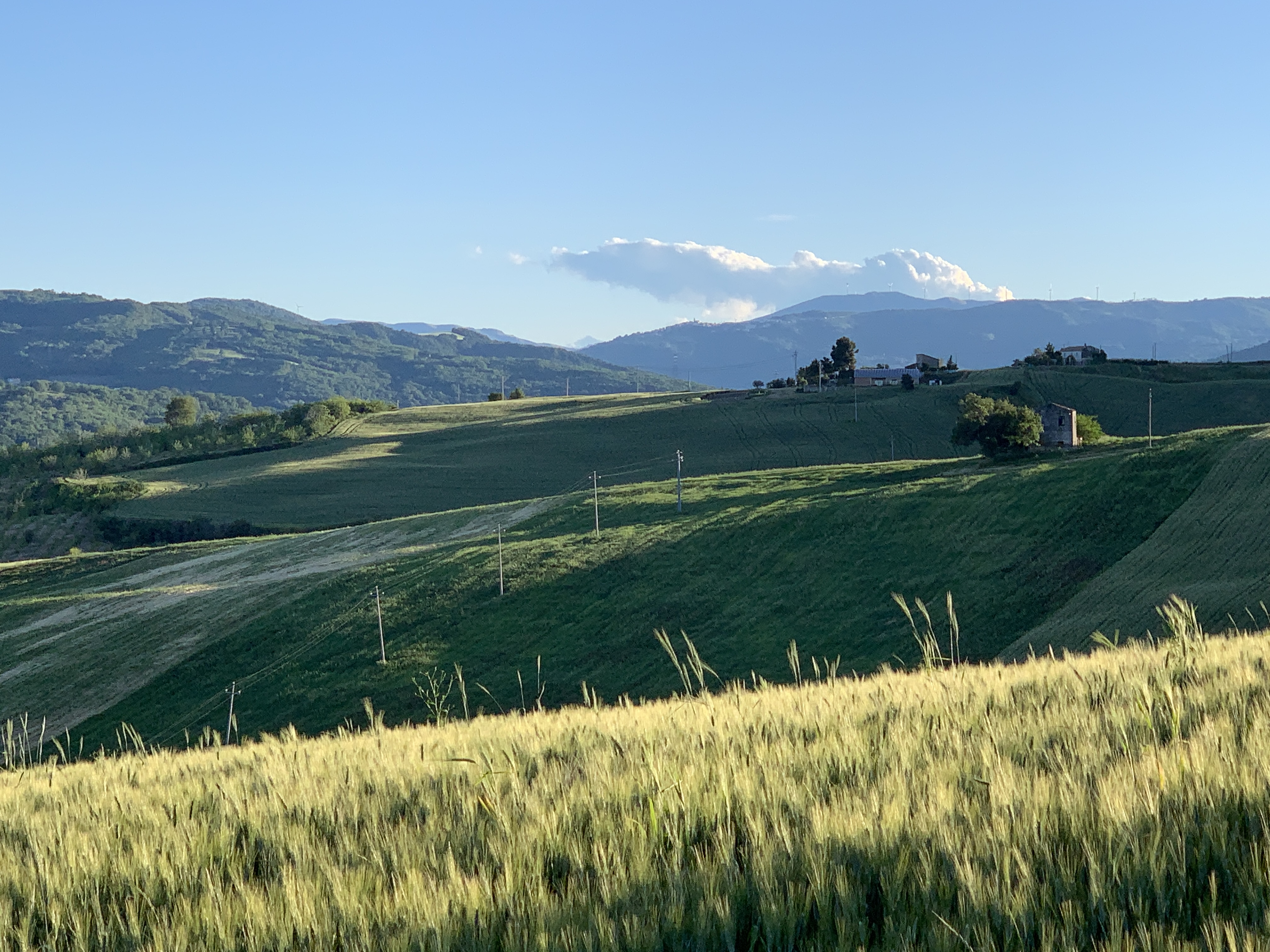 Traditional Wheat Fields
