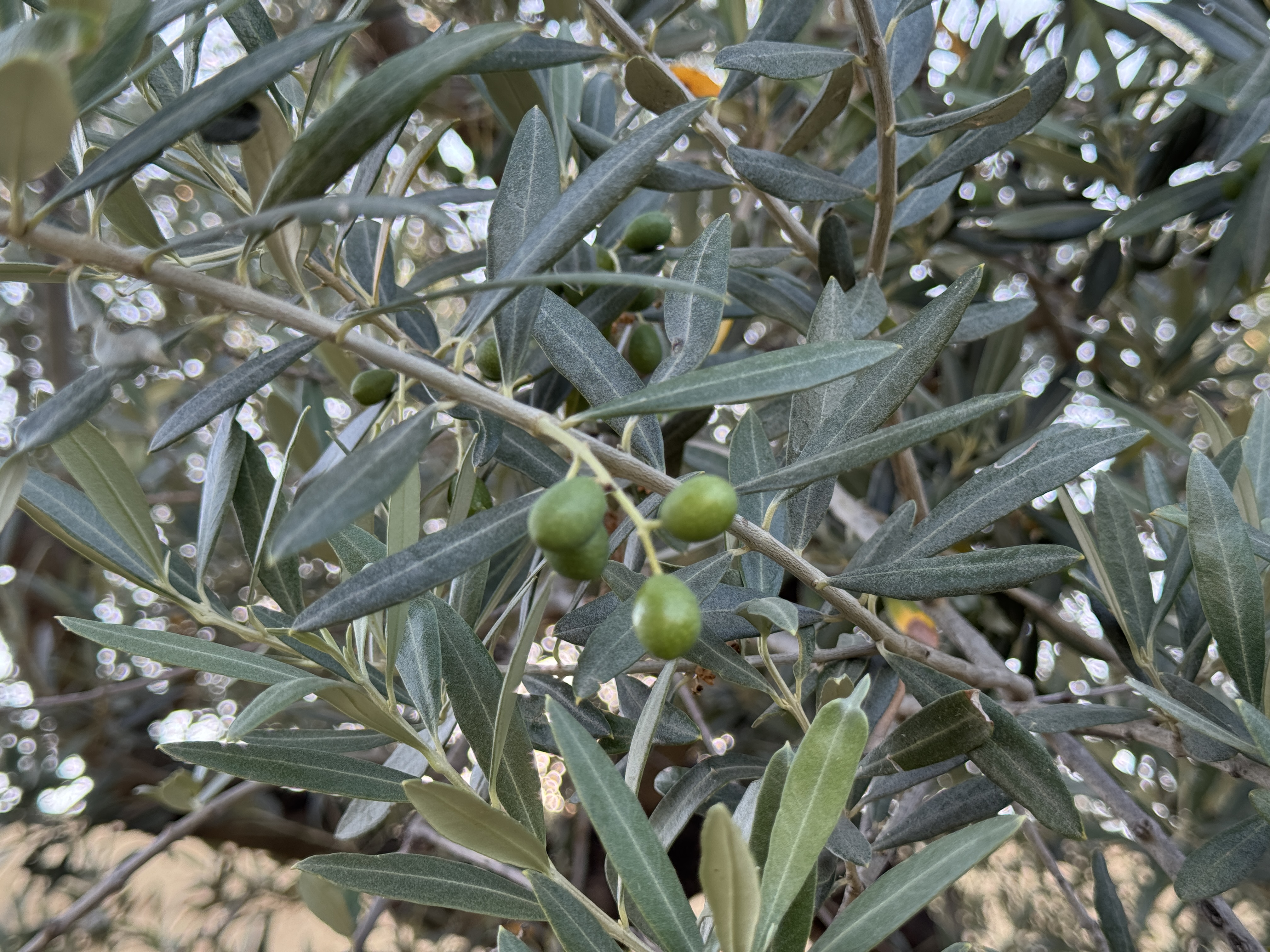Olive grove in Abruzzo